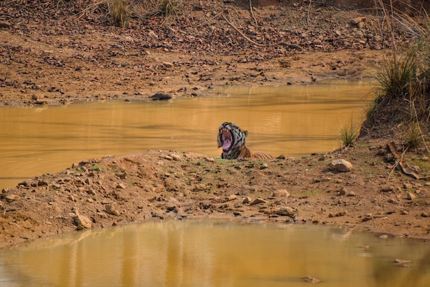 Samiec tygrysa ziewa podczas odpoczynku w wodopoju w rezerwacie tygrysów Tadoba Andhari