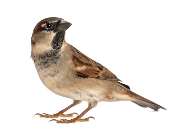 Samiec Wróbel Passer domesticus 5 miesięcy