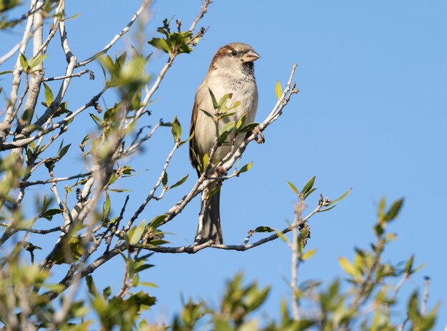 Zdjęcie samiec wróbla domowego siedzący w krzaku passer domesticus