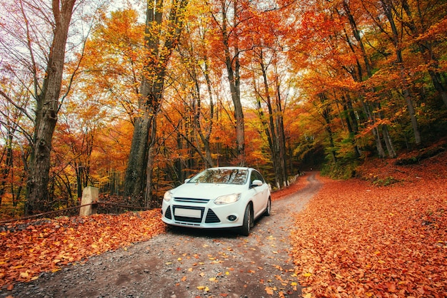 Samochód na leśnej ścieżce. Jesienny krajobraz. Ukraina. Europa