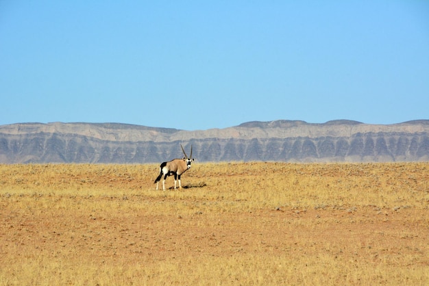 Samotna antilopa pasie się na afrykańskiej pustyni w Namibii na tle odległych gór