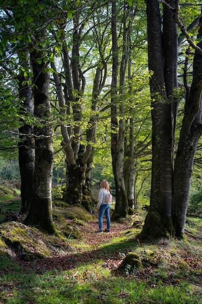 Samotna kobieta przechadzająca się po zaczarowanym lesie gigantycznych buków i kontemplująca krajobraz Alava Spain