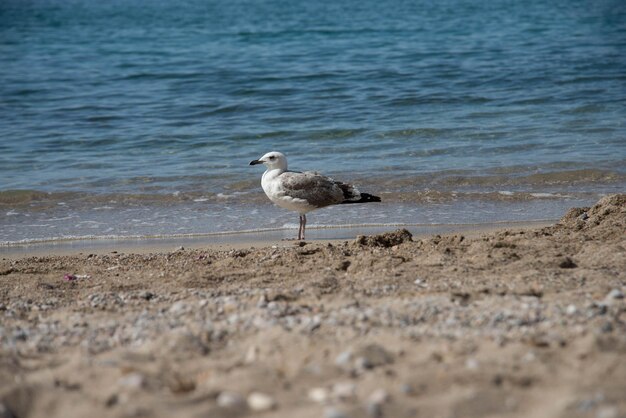 Samotna mewa na plaży w Palma de Mallorca