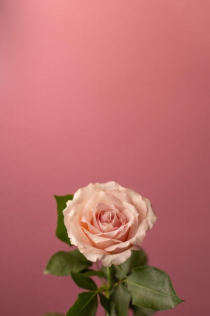 Samotna róża herbaty na różowym tle