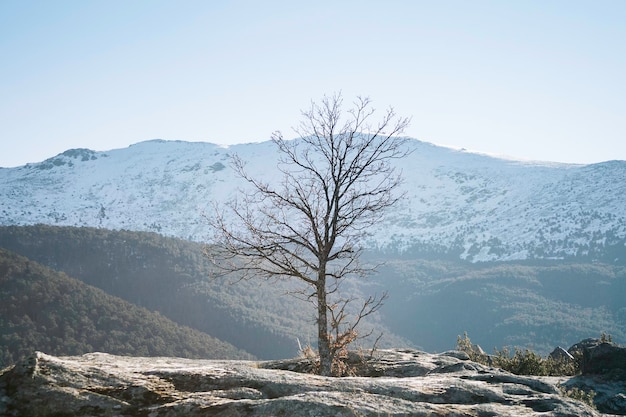 Samotne drzewo i szczyt Peñalara w Parku Narodowym Sierra de Guadarrama, Segowii i Madrycie