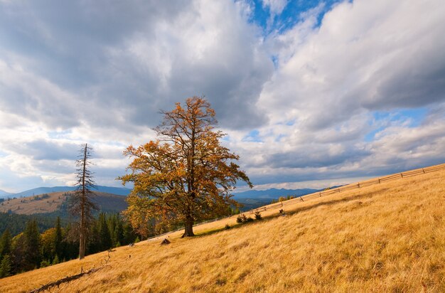 Samotne drzewo na jesiennym zboczu góry (i niebo z miękkimi chmurami).