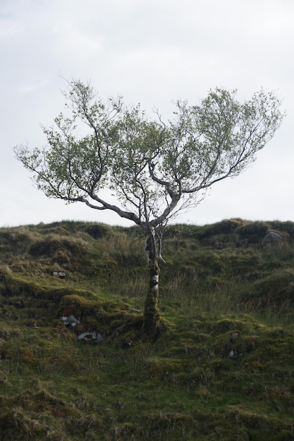 Samotne drzewo na łące pokrytej zieloną trawą i skałami