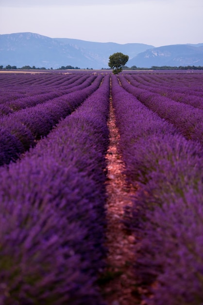 samotne drzewo na polu lawendy latem fioletowe kwiaty aromatyczne w pobliżu valensole w prowansji we francji