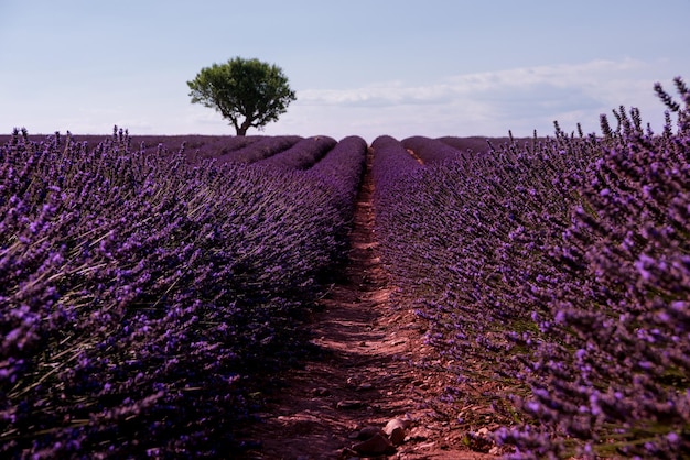 samotne drzewo na polu lawendy latem fioletowe kwiaty aromatyczne w pobliżu valensole w prowansji we francji