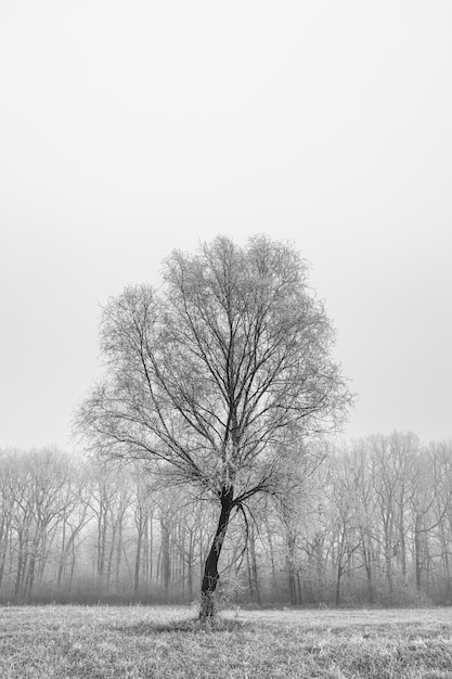Samotne drzewo na śnieżnym krajobrazie Minimalistyczny zimowy charakter sceniczny krajobraz mglisty poranek widok