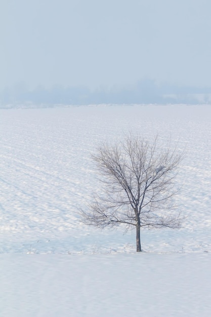 Samotne drzewo stoj?ce na polu ze ?niegiem Zimowy krajobraz.