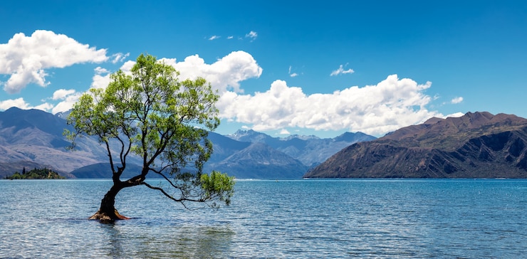 samotne drzewo w jeziorze w Wanaka, Nowa Zelandia