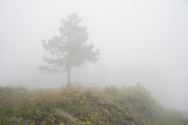 Zdjęcie samotne drzewo we mgle