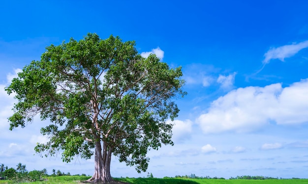 Samotne duże drzewo Bodhi na polu ryżowym z białymi chmurami i niebieskim tłem nieba