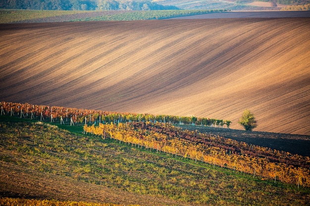 Samotne jesienne drzewo morawskich pól i linii jesiennych winnic.