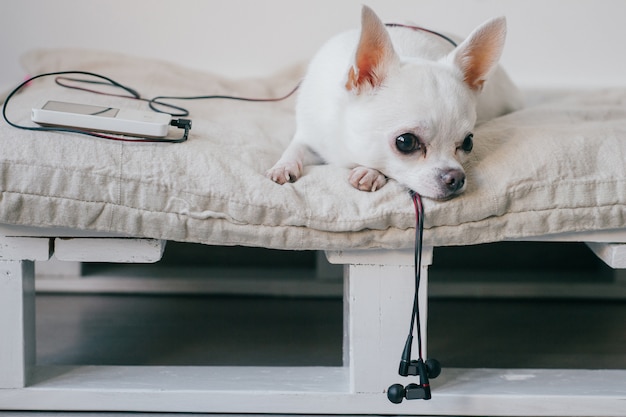 Samotny chihuahua szczeniak leżący na leżaku z odtwarzaczem i słuchawkami