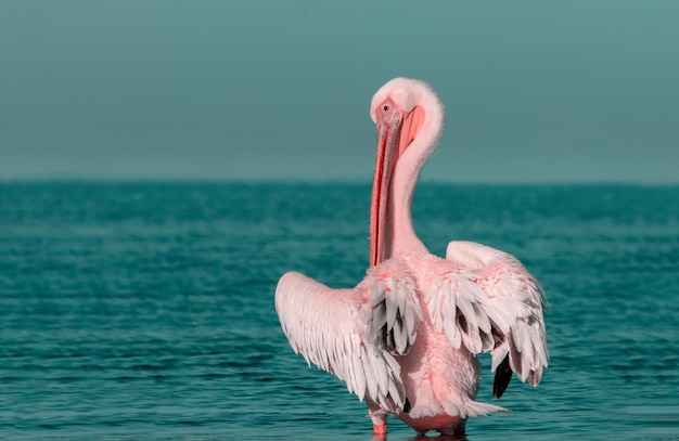 Samotny duży biały pelikan stoi nad brzegiem oceanu atlantyckiego