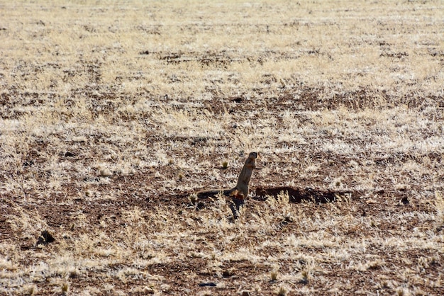 Samotny gopher na polu w pobliżu swojej nory na suchym polu stoi na tylnych nogach i patrzy dookoła