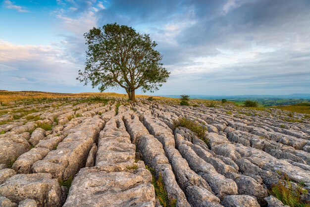 Samotny jesion wyrastający z wapiennego chodnika w Malham