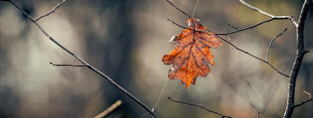 Samotny liść dębu na drzewie w lesie przy pochmurnej pogodzie