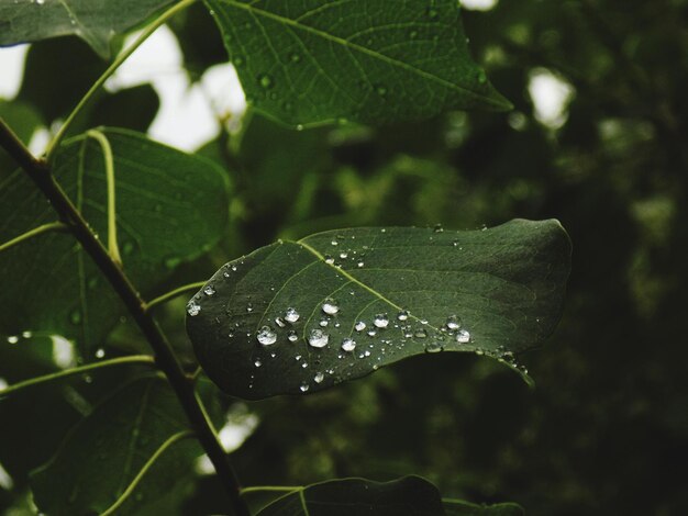 Zdjęcie samotny liść w deszczowy dzień