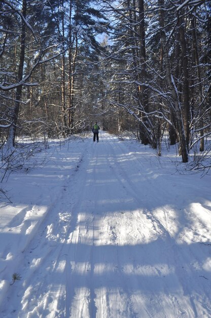 Samotny narciarz w zimowym lesie