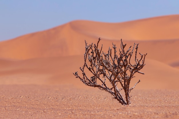 Samotny suchy krzew na tle złotych piasków na pustyni Namib