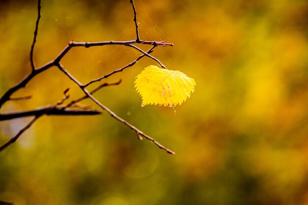 Samotny żółty liść lipy na drzewie jesienią