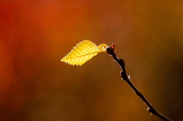 Samotny żółty liść na gałęzi drzewa na ciemnoczerwonym tle
