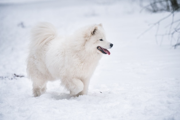 Samoyed biały pies biegnie na śniegu na zewnątrz w zimie