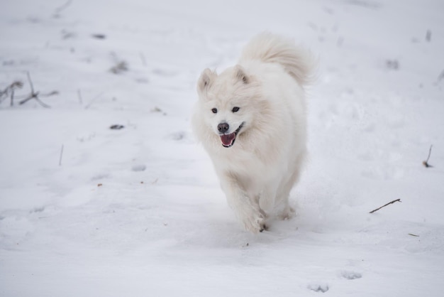 Samoyed Biały Pies Biegnie Na śniegu Na Zewnątrz