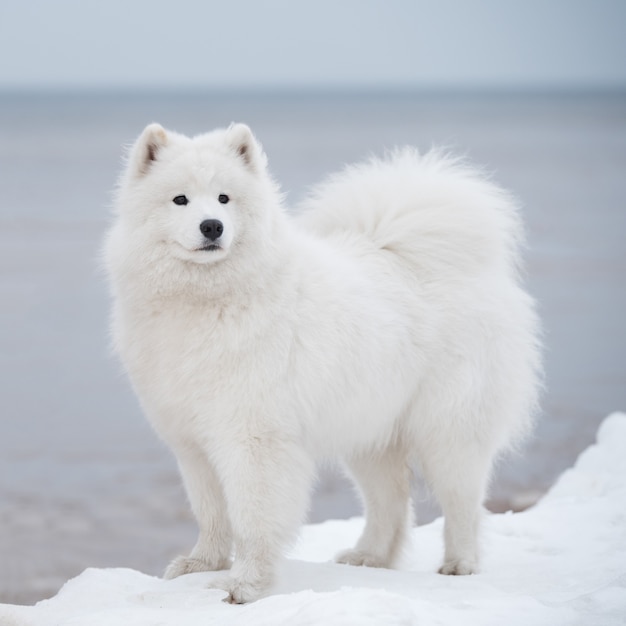 Samoyed Biały Pies Jest Na Plaży Saulkrasti Na łotwie