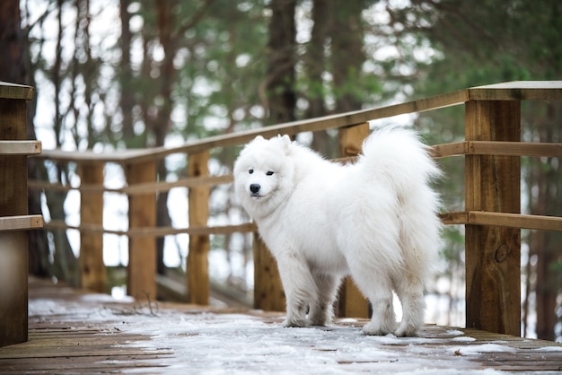 Samoyed Biały Pies Jest Na śnieżnej Drodze Balta Kapa W Saulkrasti Na łotwie