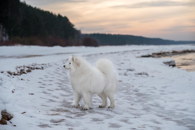 Samoyed biały pies jest na śnieżnej plaży Saulkrasti na Łotwie