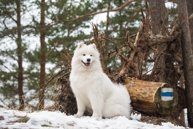 Samoyed biały pies patrzy w dal, Balta kapa na Bałtyku