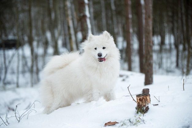 Samoyed biały pies siedzi w zimowym lesie