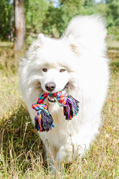 Samoyed Biały puszysty duży rasowy pies bawiący się w naturze Motywy zwierzęce