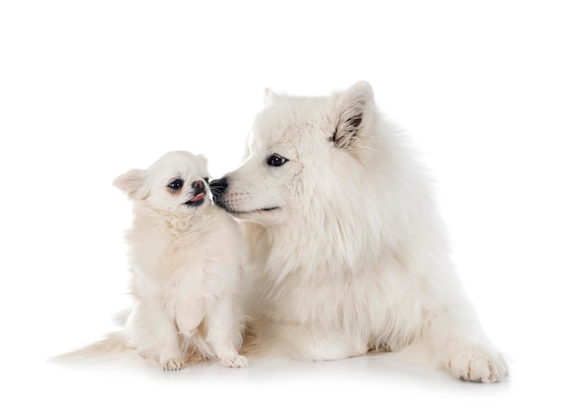 Samoyed pies i chihuahua