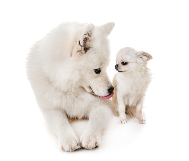 Samoyed pies i chihuahua