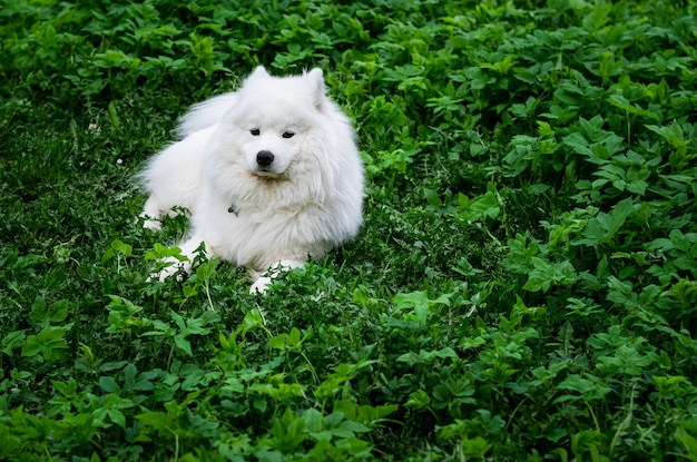 Samoyed Pies Kłaść W Zielonej Trawie