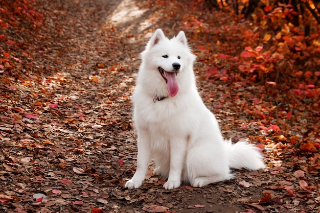 Samoyed pies siedzi w lesie jesienią w pobliżu czerwonych liści