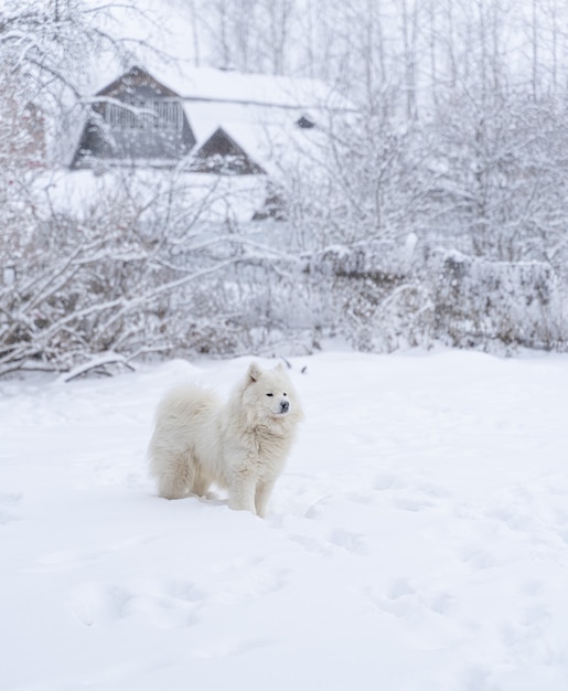 Samoyed pies stojący w śniegu na podwórku wiejskiego domu.