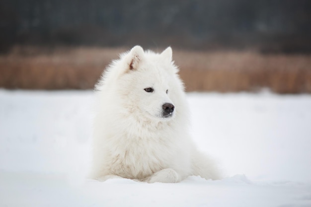 Samoyed pies w śniegu