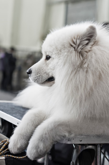 Samoyed pies