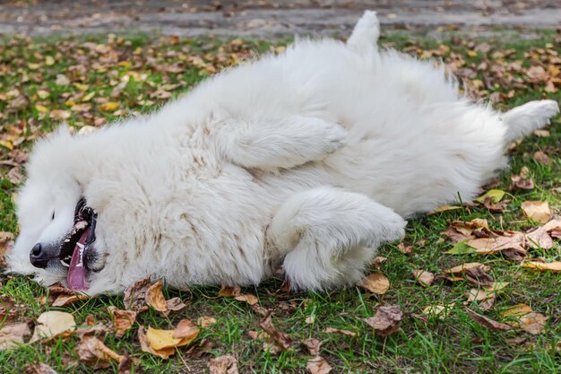 Samoyed Puszysty biały duży pies w naturze