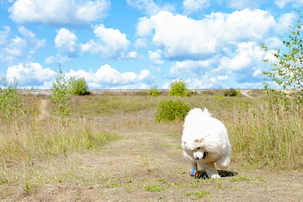 Samoyed Rasowy pies bawi się w publicznym parku Wyprowadzanie psów