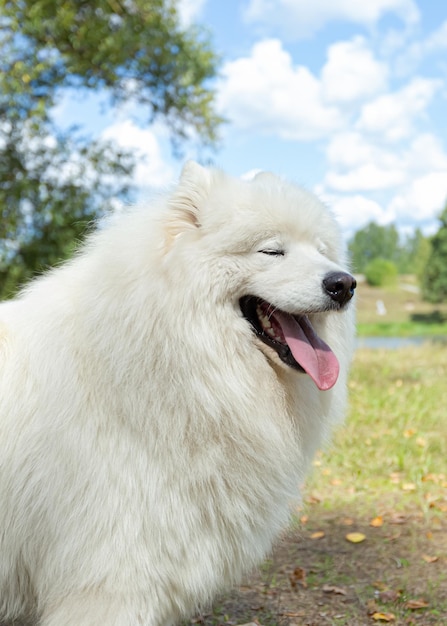 Samoyed Rasowy pies w publicznym parku Zwierzęta Biały puszysty duży pies