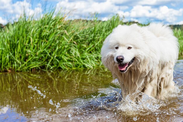 Samoyed Rasowy pies w wodzie Zwierzęta Psy spacerowe