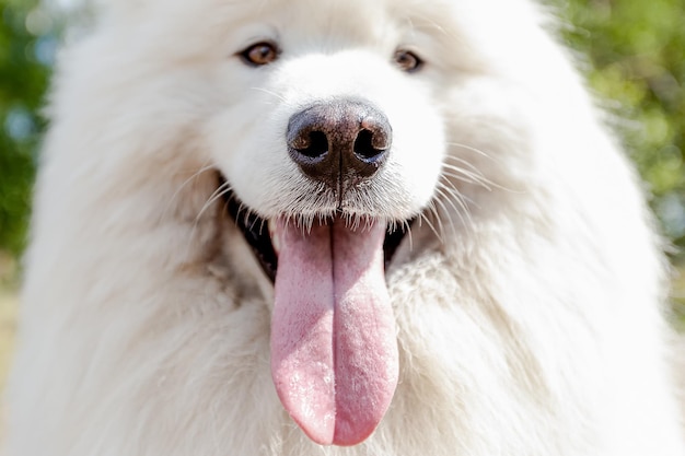 Samoyed Rasowy pies Zwierzęta Zwierzęta