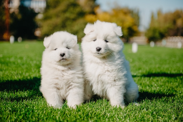 Samoyed szczeniaki na trawie